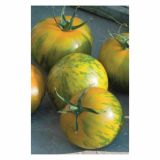 PLODOVKE VOLMARY RUMEN PROGAST PARADIŽNIK TIVERTA F1