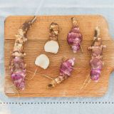 ZELENJAVNA SADIKA VOLMARY TOPINAMBUR PAPAS PATIO