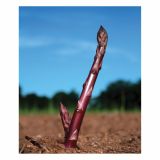 ZELENJAVNA SADIKA VOLMARY VIJOLIČASTI ŠPARGELJ