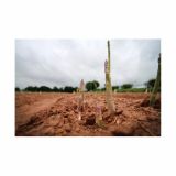 VRTNINA VOLMARY ZELENI ŠPARGELJ