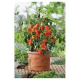 PLODOVKE ZELENJAVA S PLODOVI MIX L23 CM