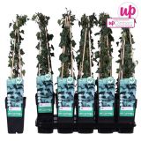 VZPENJALKA BRŠLJAN L15