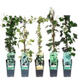 VZPENJALKA BRŠLJAN MIX L2 L