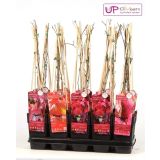 VZPENJALKA DIVJA TRTA MIX L15