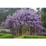 VZPENJALKA GLICINIJA L2 L