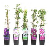 VZPENJALKA KLEMATIS MIX L15