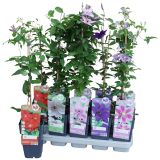 VZPENJALKA KLEMATIS MIX L15