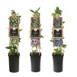 VZPENJALKA PASIJONKA MIX L2 L