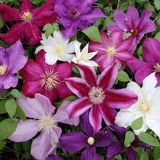 VZPENJALKA SROBOT MIX L2 L