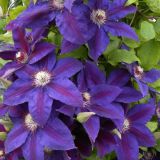 VZPENJALKA SROBOT MODER L2 L