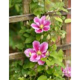 VZPENJALKA SROBOT PIILU L2 L