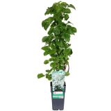 VZPENJALKA VZPENJAVA HORTENZIJA L17 CM