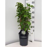 VZPENJALKA VZPENJAVA HORTENZIJA L21