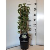 POPENJAVKA VZPENJAVA HORTENZIJA L21