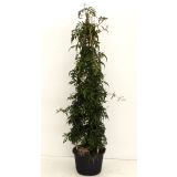 JASMIN VZPENJAVI L19