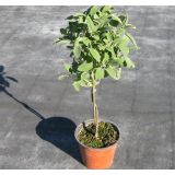 ŽAJBELJ NA STEBLU L14