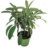 ŽAJBELJ NA STEBLU L14