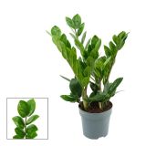 ZAMIJA LIMA L10.5 CM