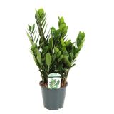 ZAMIJA LUCKY CLASSIC L14 CM