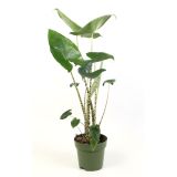 ALOKAZIJA ZEBRINA L14