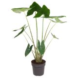 ALOKAZIJA ZEBRINA L14