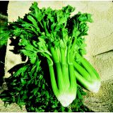 KORENOVKE L'ORTO FRUTTIFERO ZELENA FRANCESINO 4/1 DELNE KULTIPAK