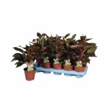 ZELENA RASTLINA AGLAONEMA UNYAMANEE RED