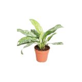 ZELENA RASTLINA AGLONEMA GREEN LADY L13
