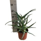 ZELENA RASTLINA ALOE ARBORESCENS