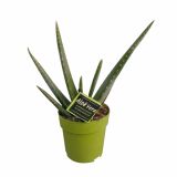ALOJA ALOE VERA MEDICAL L12