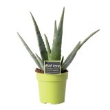 ZELENA RASTLINA ALOJA