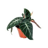 ZELENA RASTLINA ALOKAZIJA BLACK VELVET L14