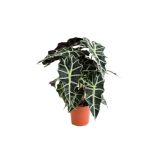 ZELENA RASTLINA ALOKAZIJA POLLY L17