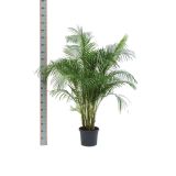 AREKA PALMA L24