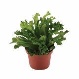 PRAPROT ASPLENIUM ANTIQUUM LESLY L12