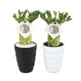 SOBNA ZELENA RASTLINA BAMBUS V OKRASNEM LONCU