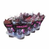 SOBNA ZELENA RASTLINA BEGONIA REX