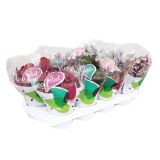 ZELENA RASTLINA BEGONIJA BELEAF L12