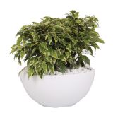 ZELENA RASTLINA BENJAMIN