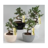 ZELENA RASTLINA BONSAJ V OKRASNI POSODI