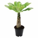 SOBNA ZELENA RASTLINA BRIGHAMIA INSIGNIS