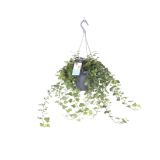 BRŠLJAN WONDER OBEŠANKA L19