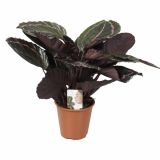 ZELENA RASTLINA CALATHEA DOTTY