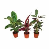 ZELENA RASTLINA CALATHEA MIX L12 V45