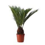 CIKAS PALMA PALMA L12