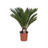 CIKAS PALMA PALMA L19