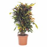 KROTON CODIAEUM CURLY BOY L30