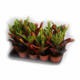 KROTON CODIAEUM EXCELLENT L12