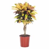 KROTON CODIAEUM ICETON L27