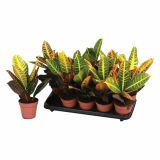 KROTON CODIAEUM PETRA L12